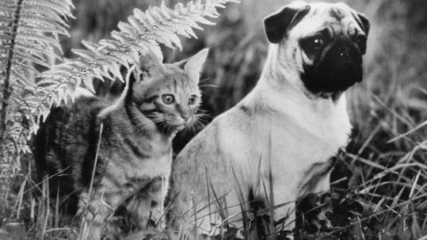 <strong>"The Adventures of Milo and Otis"</strong>: A cat and a dog who are best friends embark on a spirited trek. <strong>(Amazon Prime) </strong>