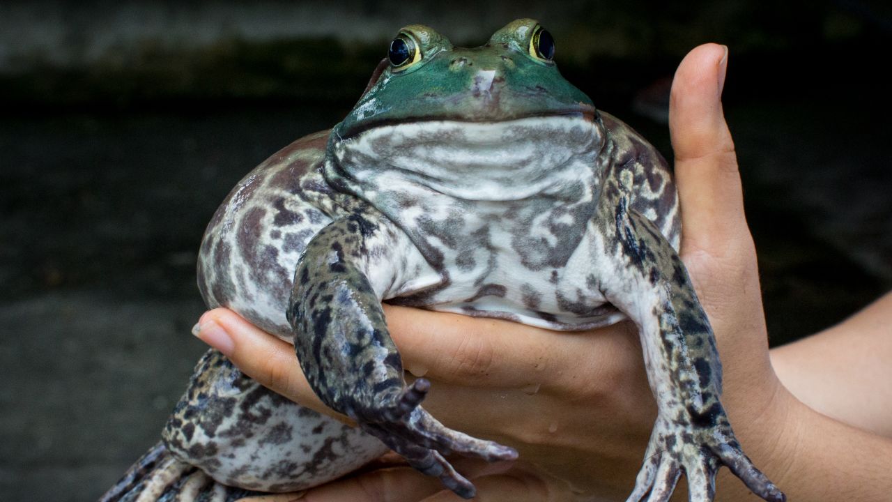 They grow them big here. A large female North American Bullfrog at the Jurong Frog Farm.