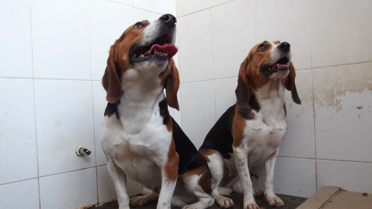 Hercules and Tiangou were genetically engineered and have twice the muscle mass of normal beagles.