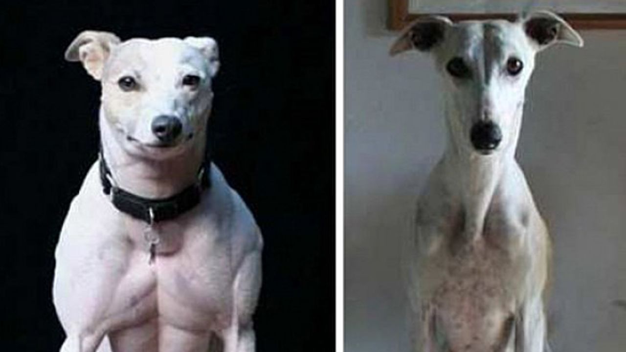 Whippets' natural myostatin gene mutation can make them very muscular.