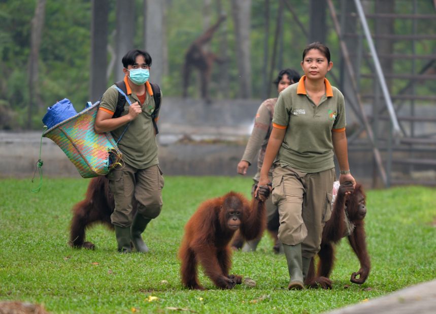 Workers and orangutans arrive at a rehabilitation center operated by the Borneo Orangutan Survival Foundation on the outskirts of Palangkaraya on October 26, 2015. Endangered orangutans are falling victim to the haze crisis that has left them sick, malnourished and severely traumatized as fires rage through Indonesia's forests and reduce their habitat to a charred wasteland.