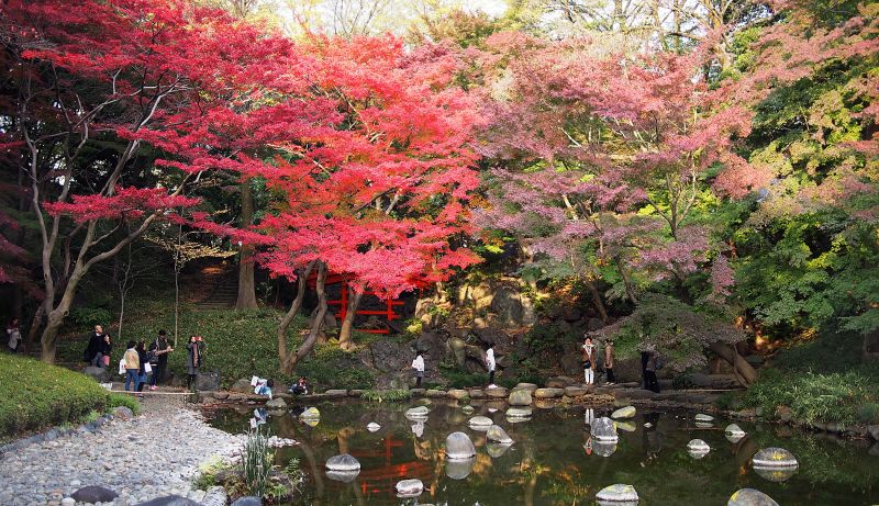 Best places to see autumn leaves in Tokyo | CNN