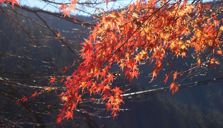 Part of the massive Chichibu-Tama-Kai National Park, Mount Mitake is a 75-minute train ride from the city center, but the beautiful maple foliage is worth the trip. 