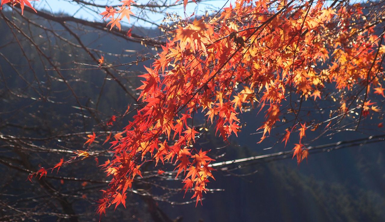 Part of the massive Chichibu-Tama-Kai National Park, Mount Mitake is a 75-minute train ride from the city center, but the beautiful maple foliage is worth the trip. 