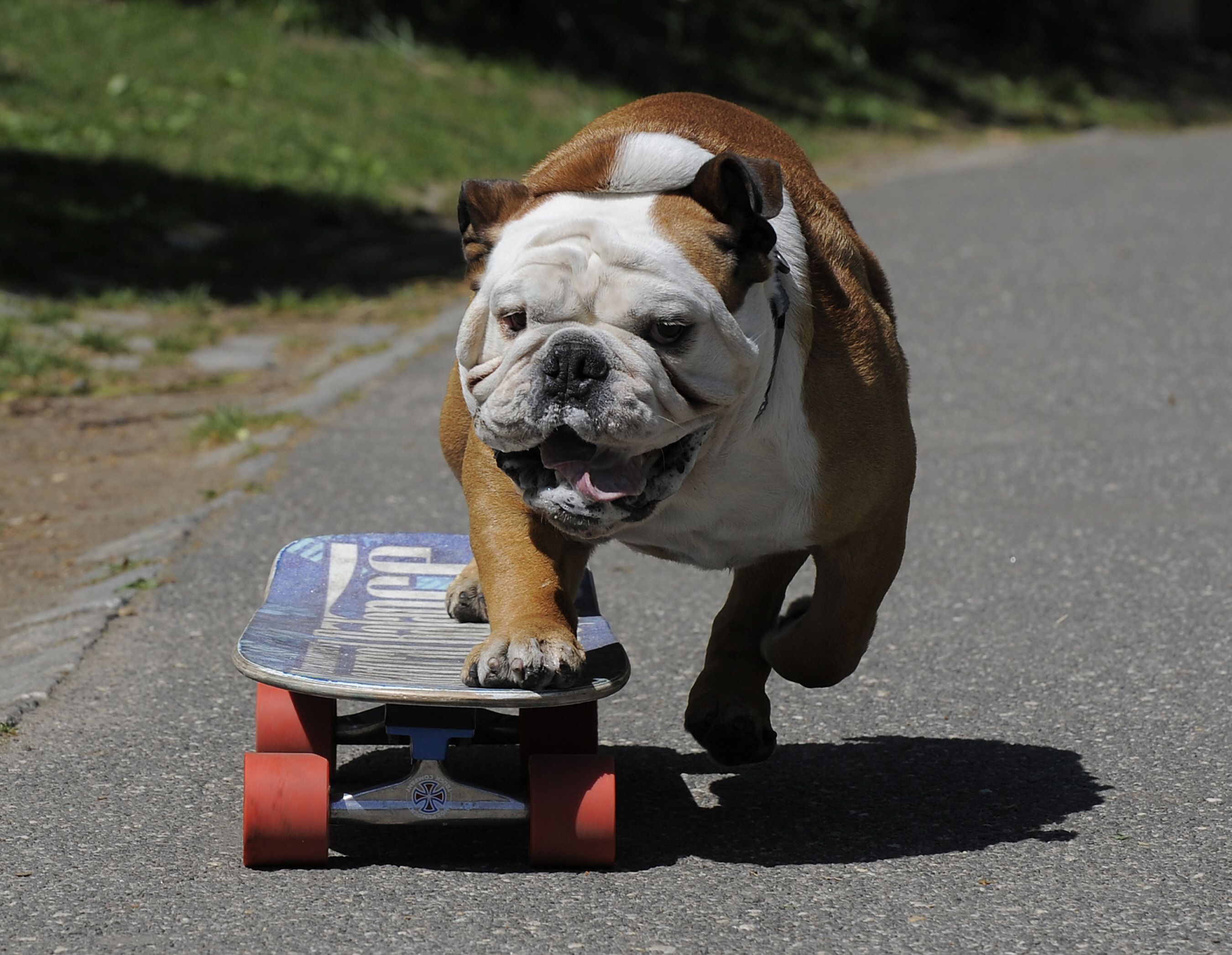 are bulldogs the only dogs that can skateboard