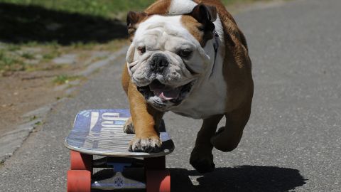 Tillman the English bulldog gets in some practice as he skateboards in Central Park in April 2010.