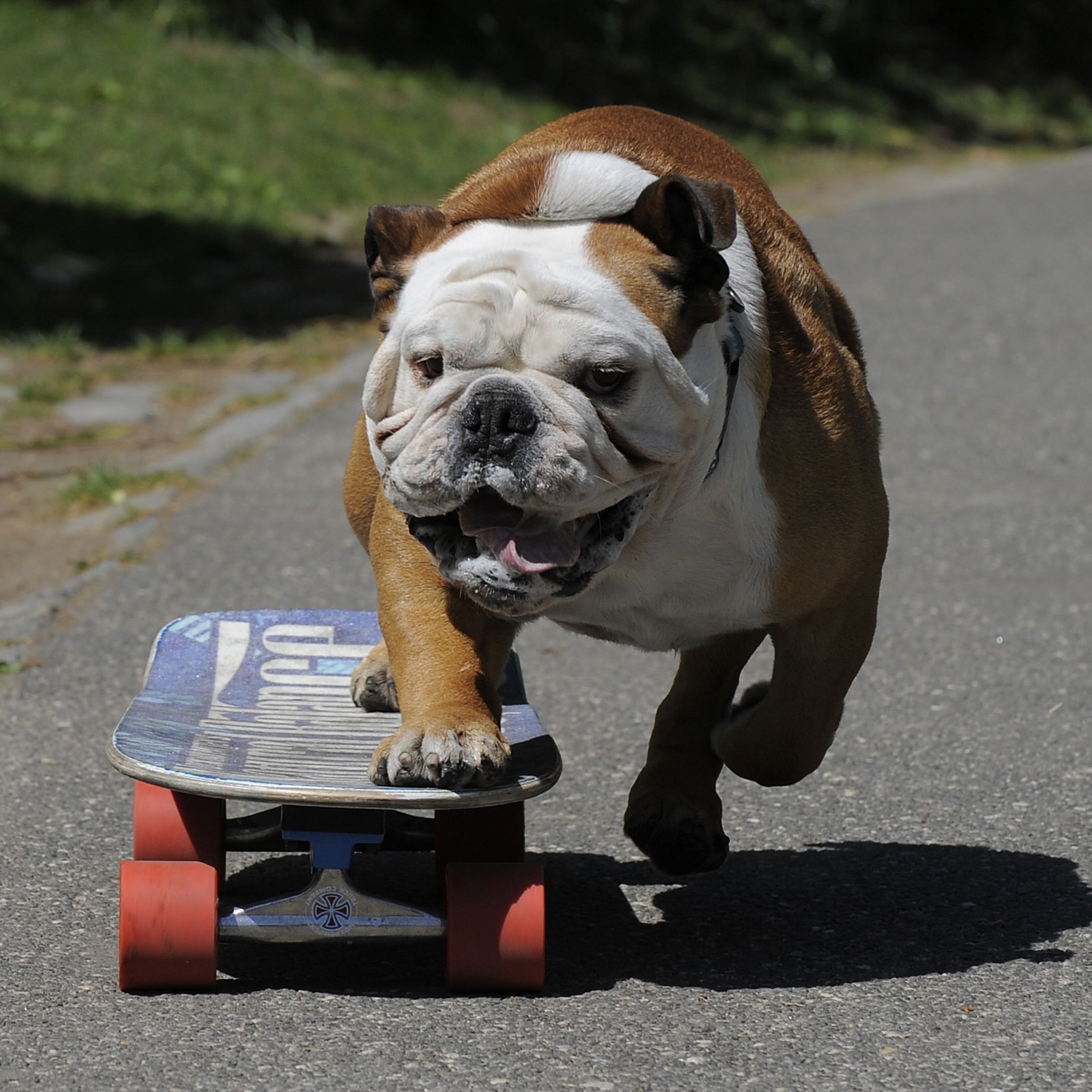 Tillman the skateboarding English bulldog dies at | CNN
