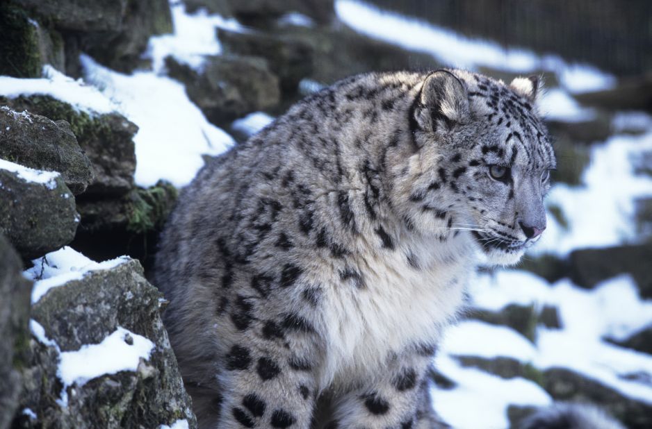 A warming planet paints a gloomy forecast for snow leopards, a species already feeling the pinch of a rapidly changing world.   