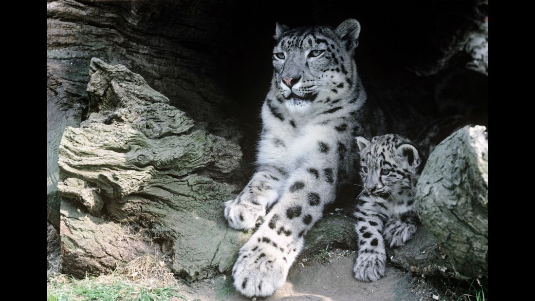 <a href="http://thirdpolegeolab.org/" target="_blank" target="_blank">Recent analysis</a> by the World Wildlife Fund suggests significant portions of snow leopards' habitat in the Himalayas could be rendered unsuitable as a result of climate change.