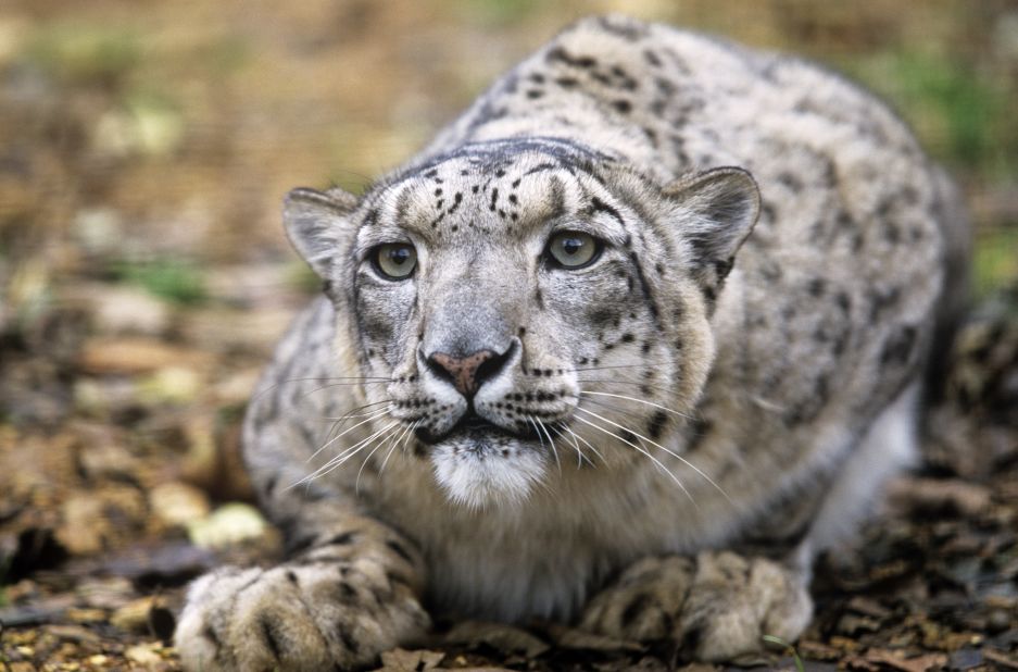 <a href="http://www.iucnredlist.org/details/22732/0" target="_blank" target="_blank">As of today</a>, there may be as few as 4,000 snow leopards remaining, and perhaps fewer than 2,500 breeding adults. And this number is falling.  