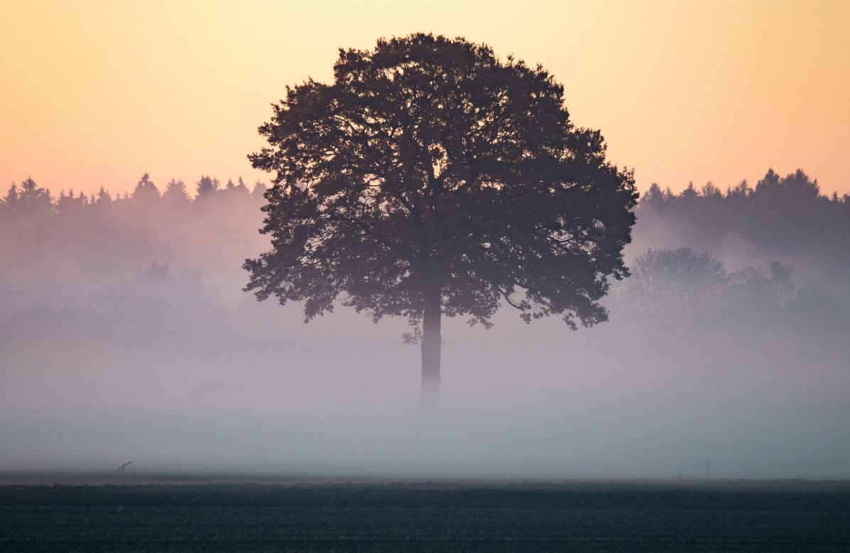 It's not just the UK that has been covered in fog this week. Here a tree is partially fog covered near Mintraching, southern Germany, on November 1. 