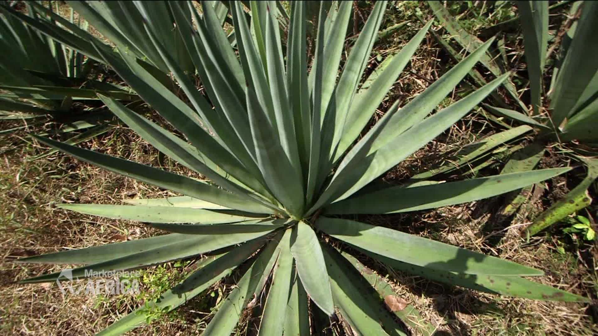 Sisal: The most useful plant you've never heard of