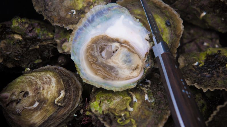 Limfjorden, a shallow sound in the northern part of Denmark's Jutland peninsula, is home to the largest remaining wild population of prized European flat oysters.