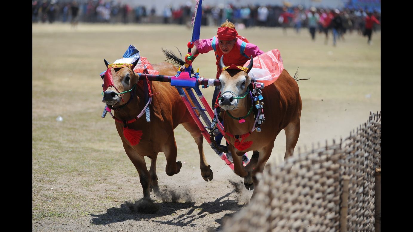 A jockey races bulls during "karapan sapi," a traditional tournament in Madura, Indonesia, on Sunday, November 1.