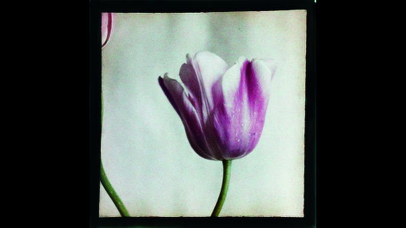 This purple tulip, of the "Copland's Favorite" variety, was shot by Dutch photographer Leendert Blok in the 1920s. Color photography was rare in those days, but Blok used the Autochrome Lumiere technique to provide vivid images for flower producers and their catalogs. His flower photos are featured in a new book, <a href="index.php?page=&url=http%3A%2F%2Fwww.artbook.com%2F9783775740371.html" target="_blank" target="_blank">"Leendert Blok: Silent Beauties."</a>