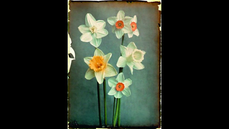 Daffodils are photographed against a plain dark background to help them stand out.