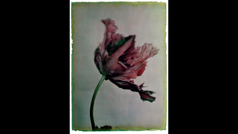 A tulip species known as "Black Parrot." Blok was born in the Netherlands, which is world-renowned for its flower industry.
