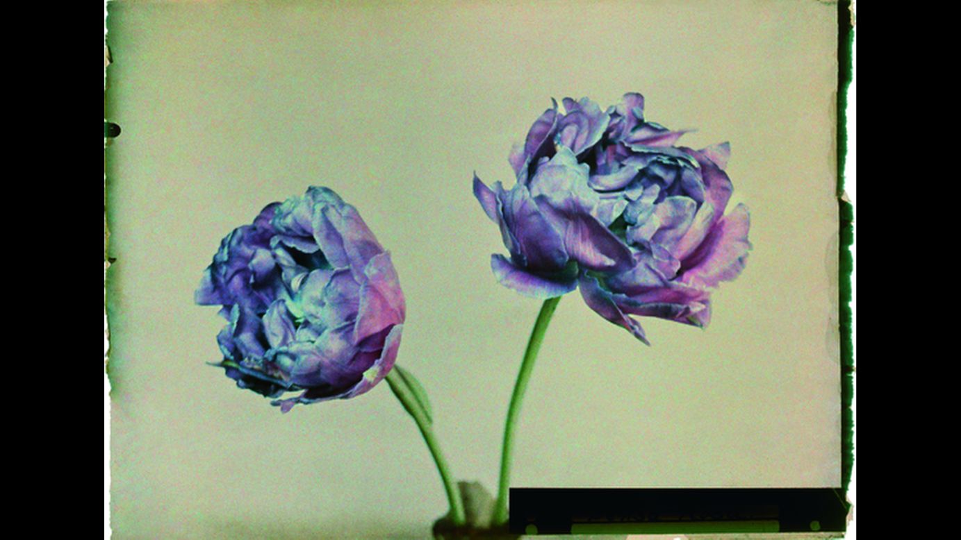 A tulip species called "Bleu celeste." The Autochrome technique was a predecessor to color film. It involved making composite images from three-color separations on glass plates.