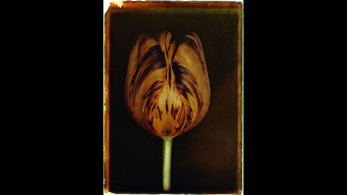 A tulip named "Absalon."