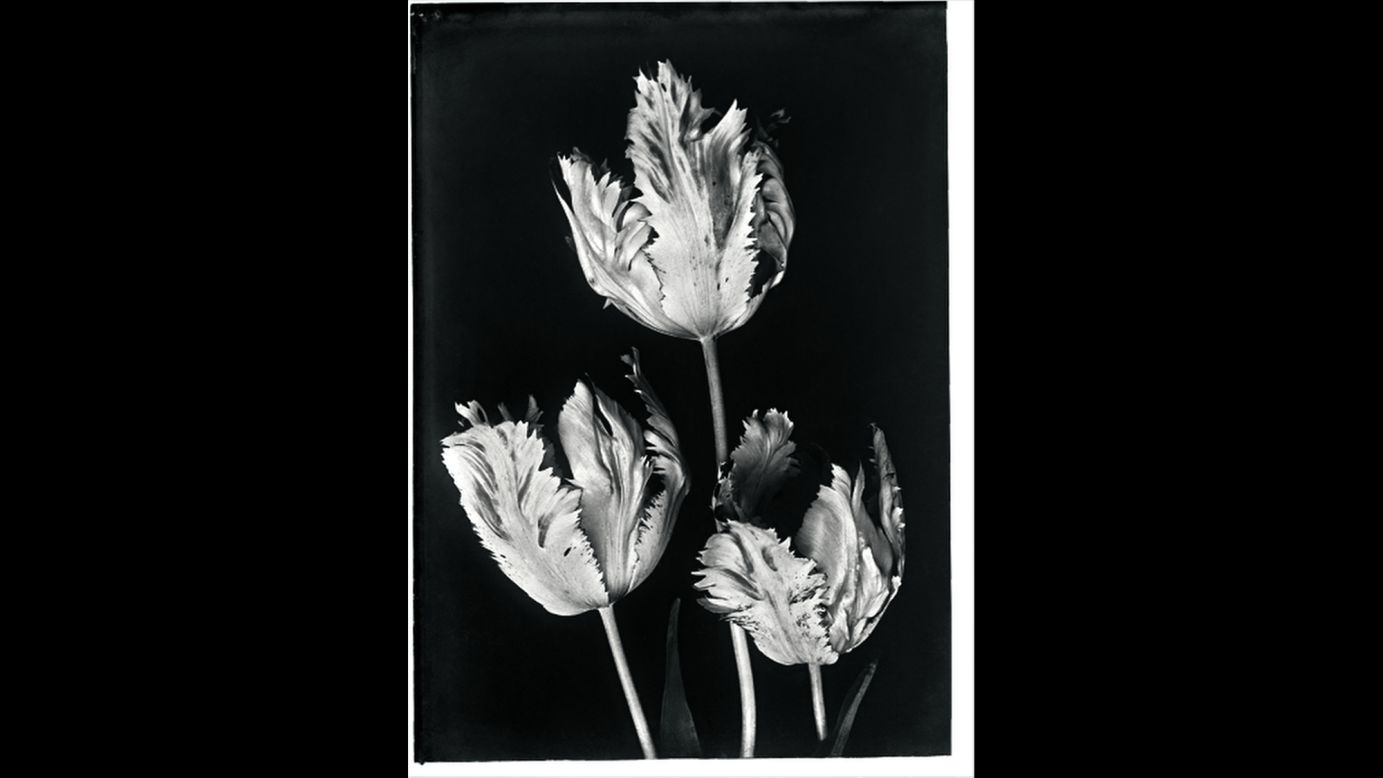 Some of Blok's photos feel similar to botanical slides.