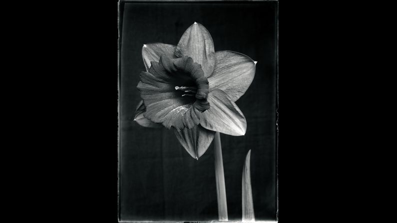 A large-cup daffodil.
