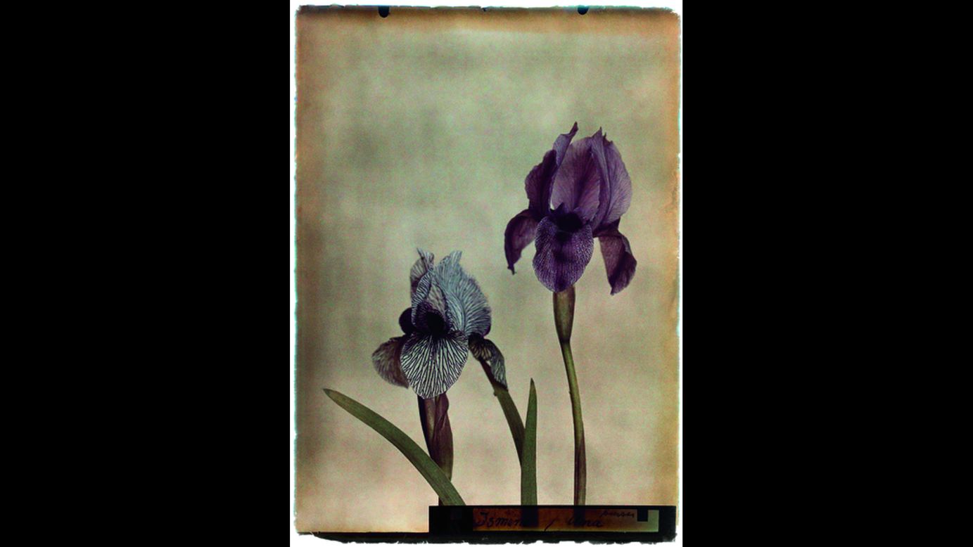 Two different iris species.