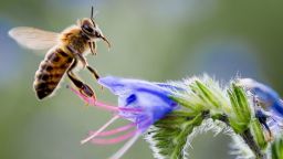 honey bee tease