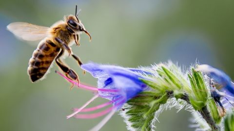 Scientists warn that declining populations of pollinators will affect future food supply.