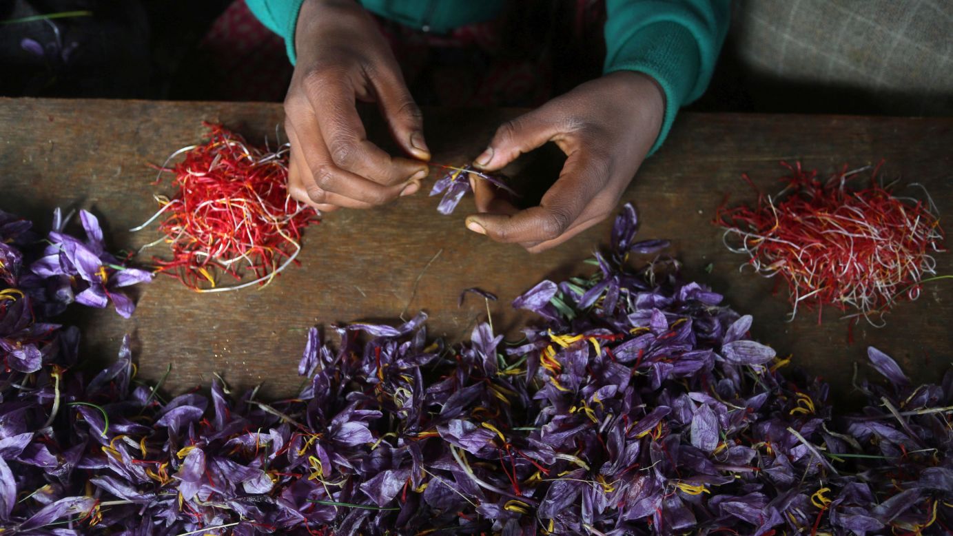 A Kashmiri farmer picks saffron from flowers in Pampore, in Indian-administered Kashmir. Pampore is famous for its high-quality saffron and Kashmir is one of the few places where the world's most expensive spice is grown. 