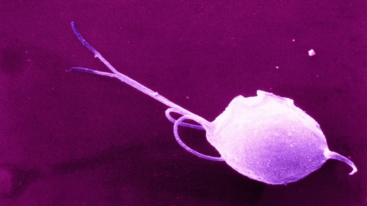 Tapeworms and four other disgusting parasites | CNN
