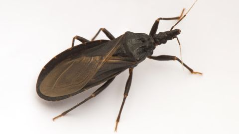 A triatomine bug.