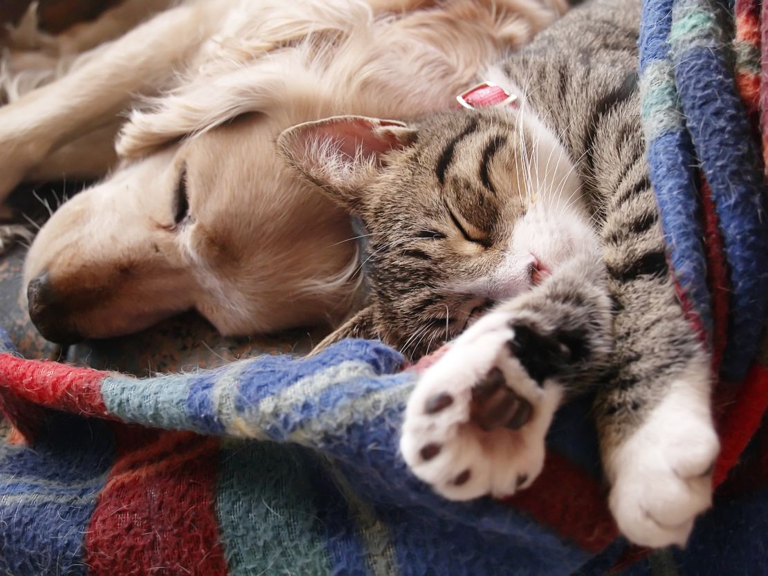 Cats and dogs can both spread parasites to their owners. 