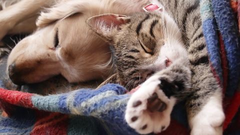 Cats and dogs can both spread parasites to their owners. 