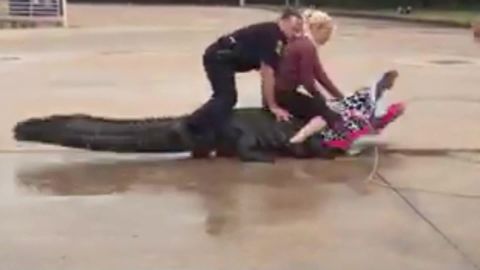 8-foot pet alligator seized in Los Angeles CNN