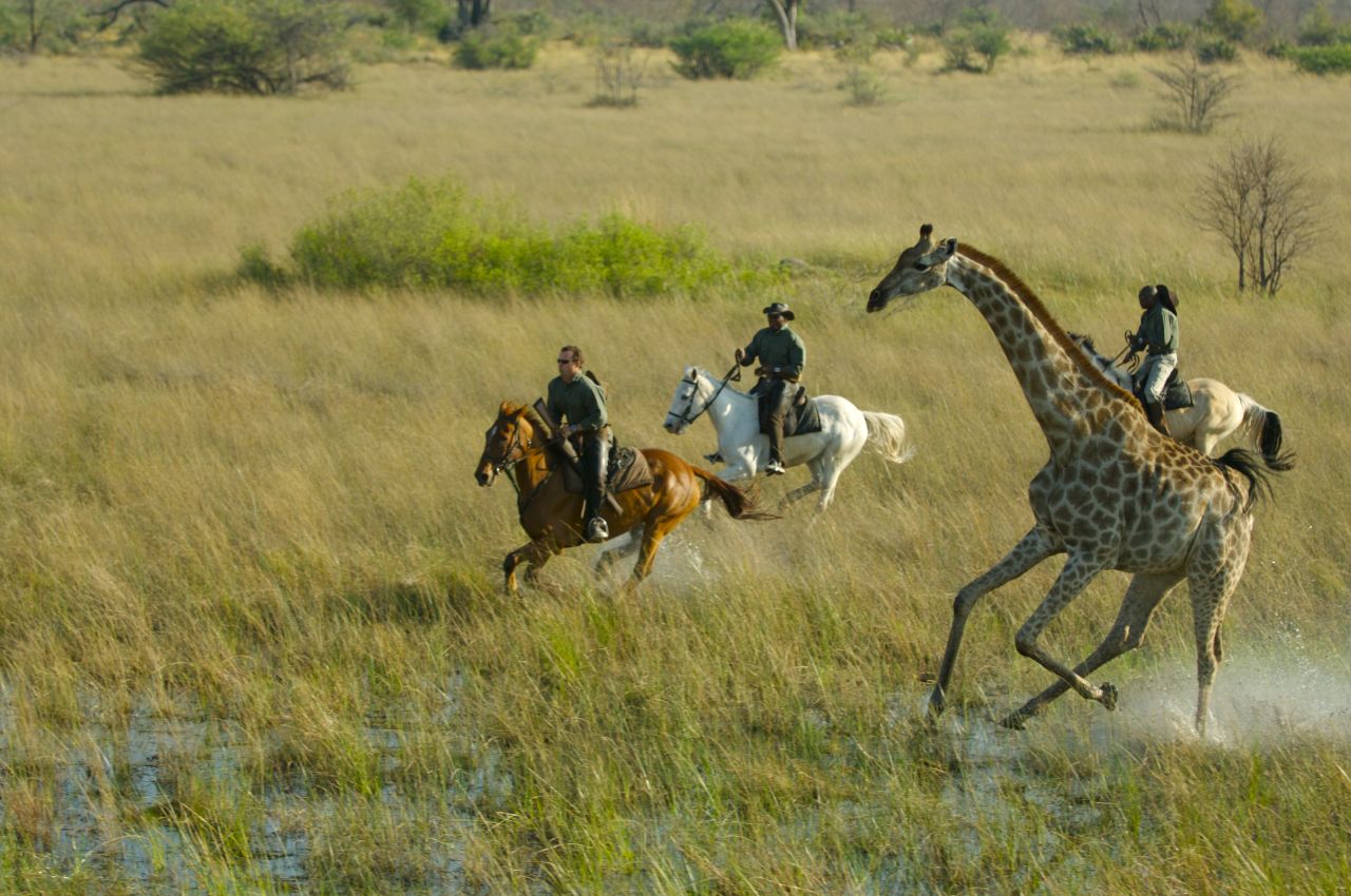 Galloping through the Okavango Delta in northern Botswana offers experienced riders the chance to get up close to nature's most extraordinary wild animals. 