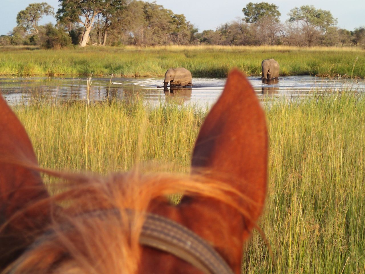 From the vantage point of the saddle, riders can expect to see elephants, lions, buffalo and antelope. 