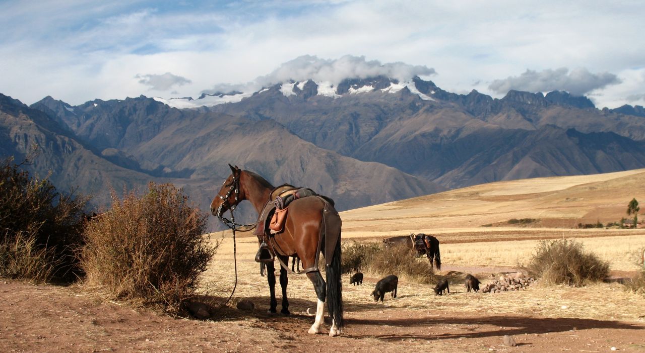 "They have a really smooth gait. It's just a joy to ride them no matter where you are and then you have the added aspect of being in the Peruvian mountains in the Sacred Valley near Cusco," Sales says.