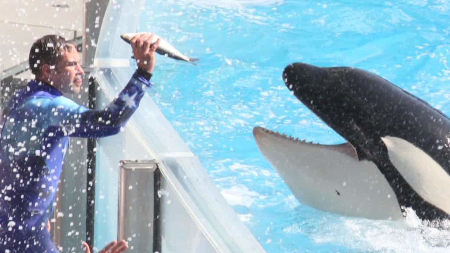 SeaWorld admitted Thursday that its employees posed as animal rights activists with the intent of spying on protesters. The company has been under fire since the 2013 documentary "Blackfish" shed harsh light on the conditions in which its killer whales are raised. 