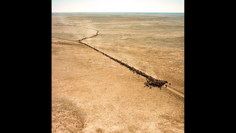 Stockmen spend much of their time castrating bulls, an activity that takes guts, thus the title of the book: "Balls and Bulldust," Ludwigson says. "Bulldust is the red dust that is ever present in this part of the Australian outback. It's stirred up by thousands head of cattle or road trains. It hangs in the air for hours." Here, bulls are mustered on Barkly Tableland at a station in Rockhampton Downs, Northern Territory.