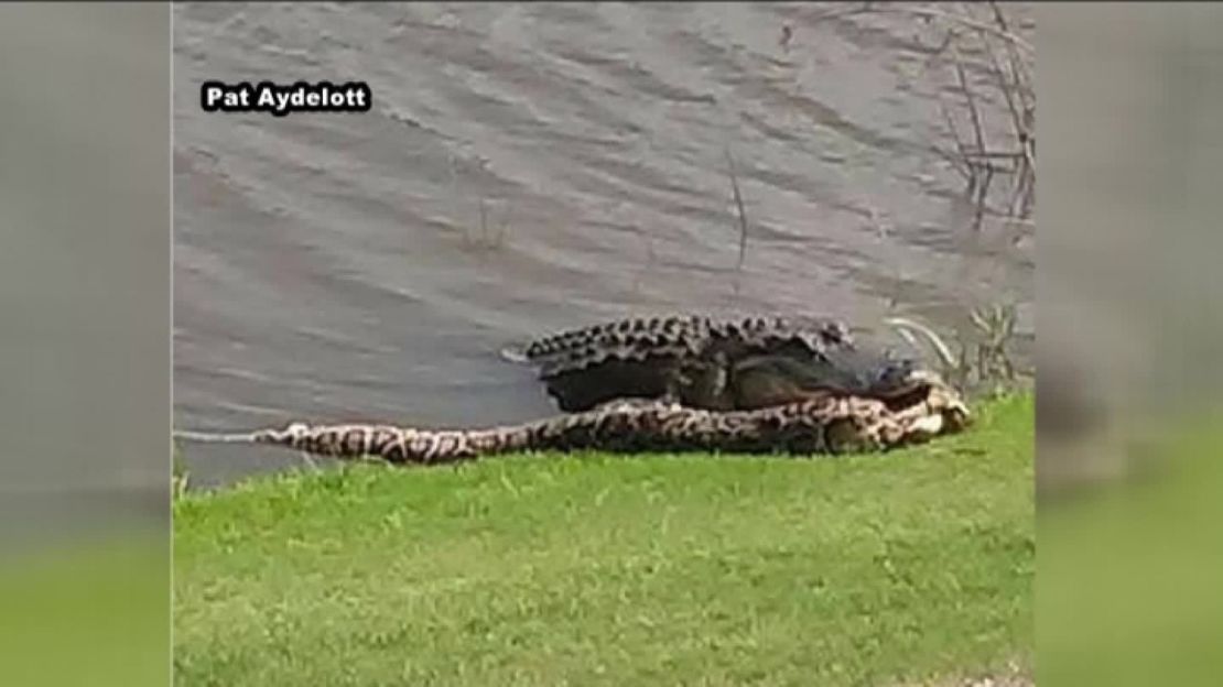 Alligator attacks invasive python on Florida golf course. 