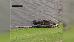 Alligator attacks invasive python on Florida golf course. 