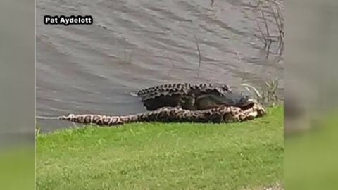 Nile crocodiles identified in South Florida | CNN