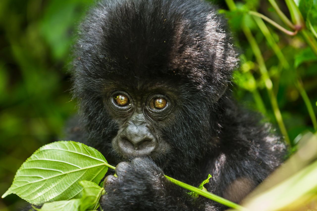 The park is home to approximately 480 mountain gorillas, around half of the world's remaining population. As the gorilla sector is overrun by militias and poachers, it is a dangerous place for gorillas and humans alike.