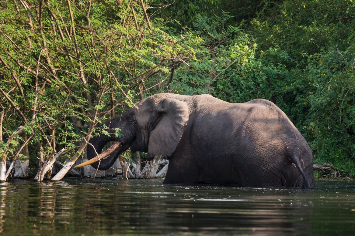 A bull elephant bathes and drinks water on the northern shores of Lake Edward in the Virunga National Park in the Democratic Republic of Congo.