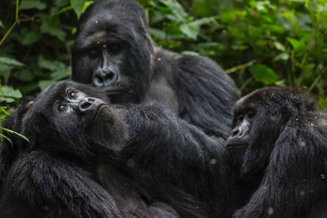 Virunga National Park is home to mountain gorillas, pictured there in August 2013.