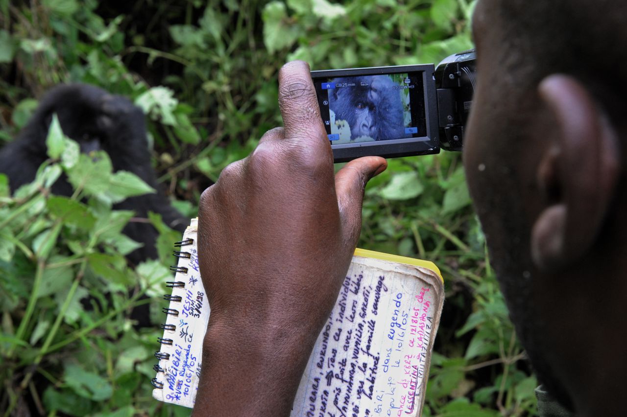 A park ranger uses a camcorder to film an adult gorilla while conducting a gorilla population census, on the slopes of Mount Mikeno. There are 220 documented gorillas living in Virunga. A new census count on gorilla numbers within the park is due to begin this year. 