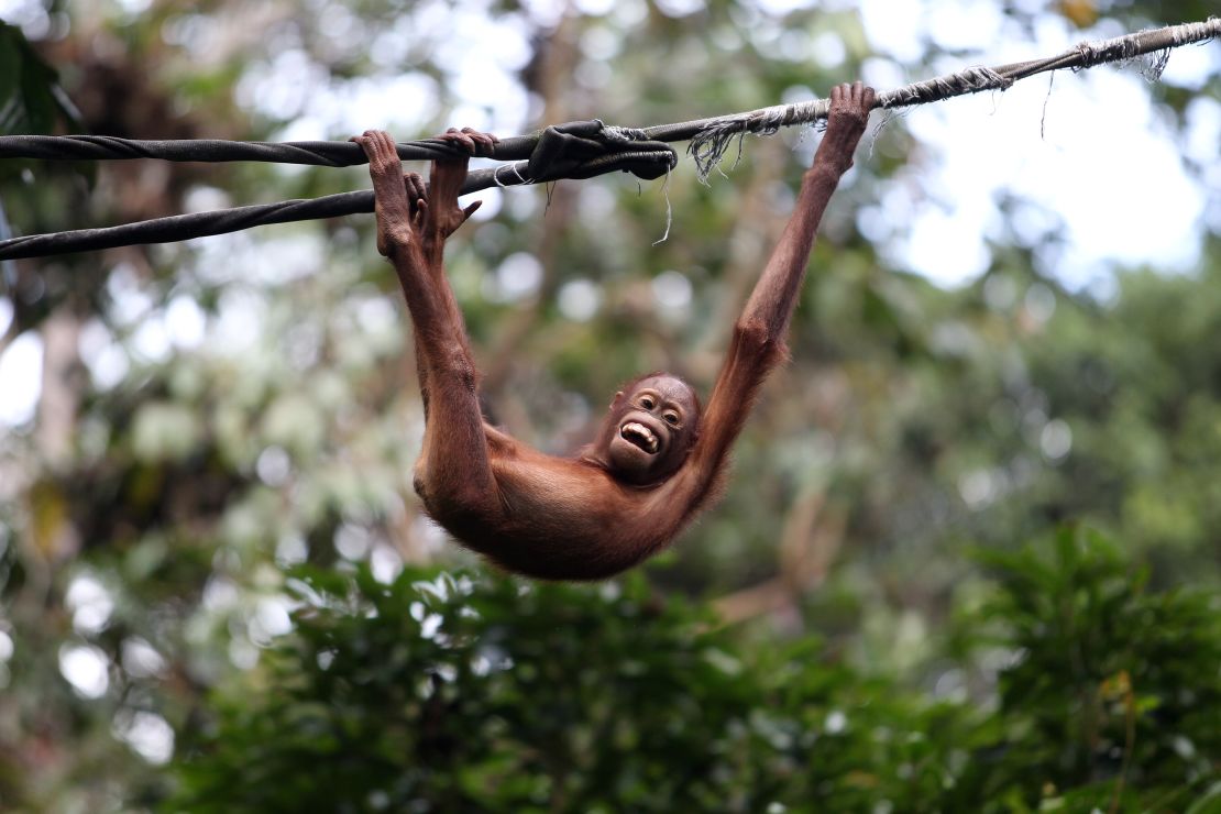 A young orangutan plays on a rope at the Sepilok Orang Utan Sanctuary.  
