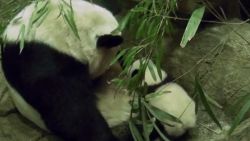 bei bei baby panda