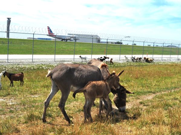 The grazing herd at O'Hare International is comprised of more than 40 goats, sheep, llamas, burros and alpacas from Settlers Pond, an animal rescue facility in Beecher, Illinois. This is the third straight year the herd assisted in managing vegetation in a sustainable manner at the world's busiest airfield. 