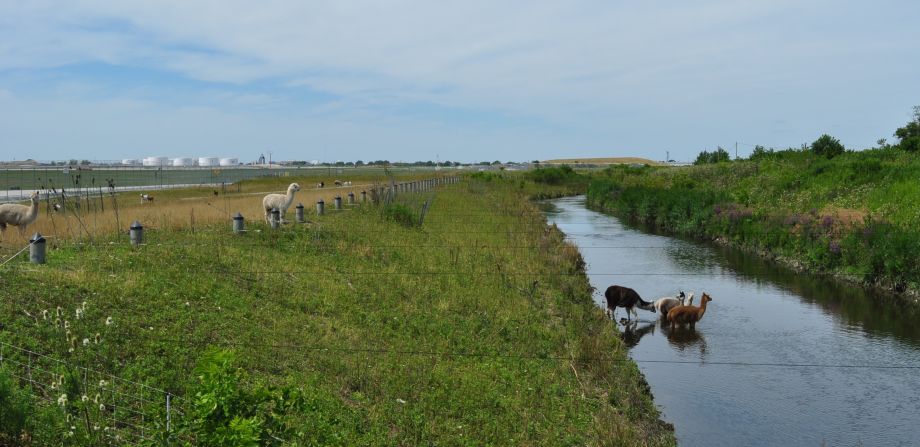 Portland International Airport also uses goats to maintain vegetation, and a llama to protect the goats from coyotes. 